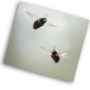 Bees