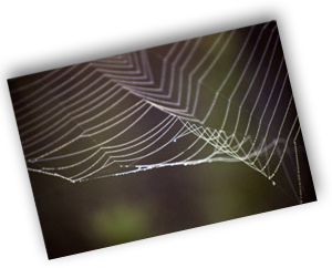 Spider Web